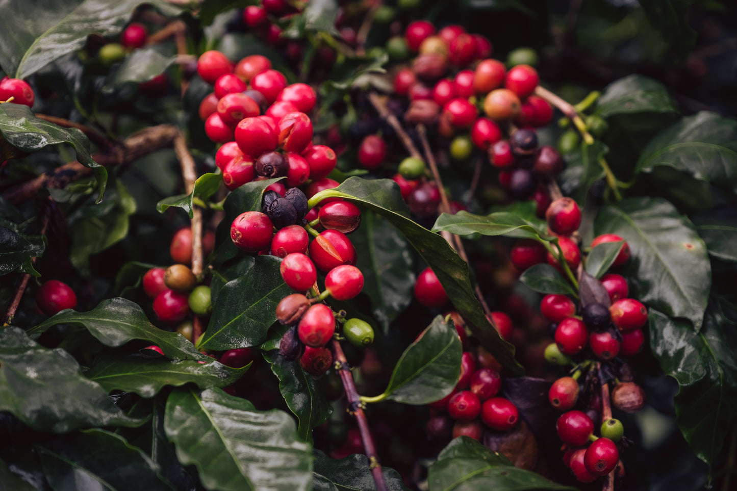 Honduras - Terrerito - Washed