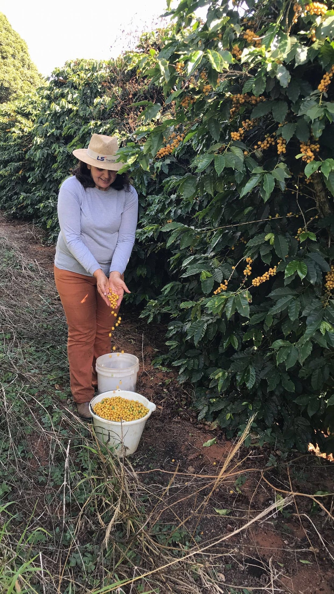 Madeira Family - Feliz Acidente