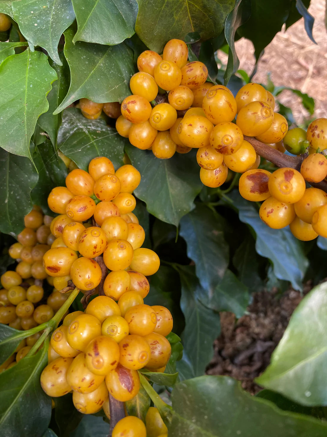 Madeira Family - Feliz Acidente